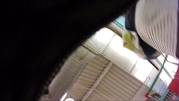 マカイラコックスとウィーンブラックは試験を忘れて恋をする 無料 エロ 動画 エッチ ネット